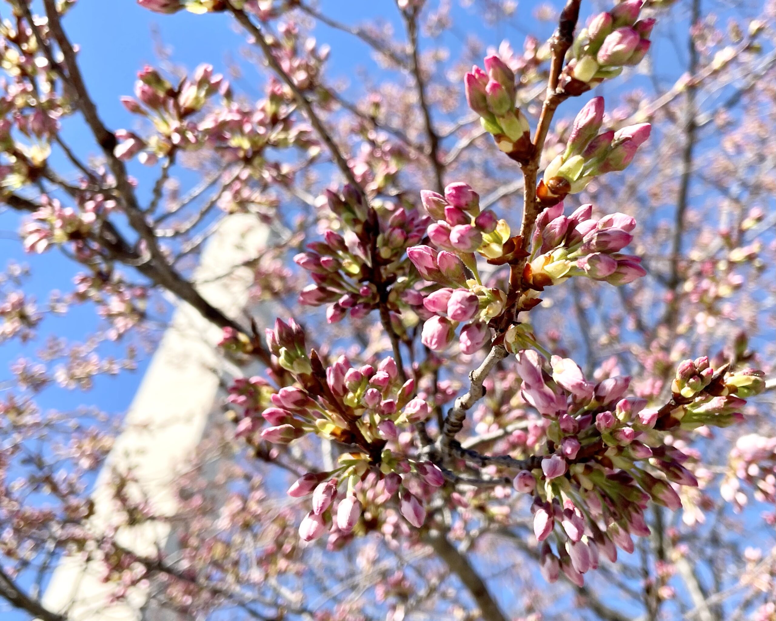 举国闻名的 DC 樱花节，3 月迎来盛大开幕！附游玩攻略