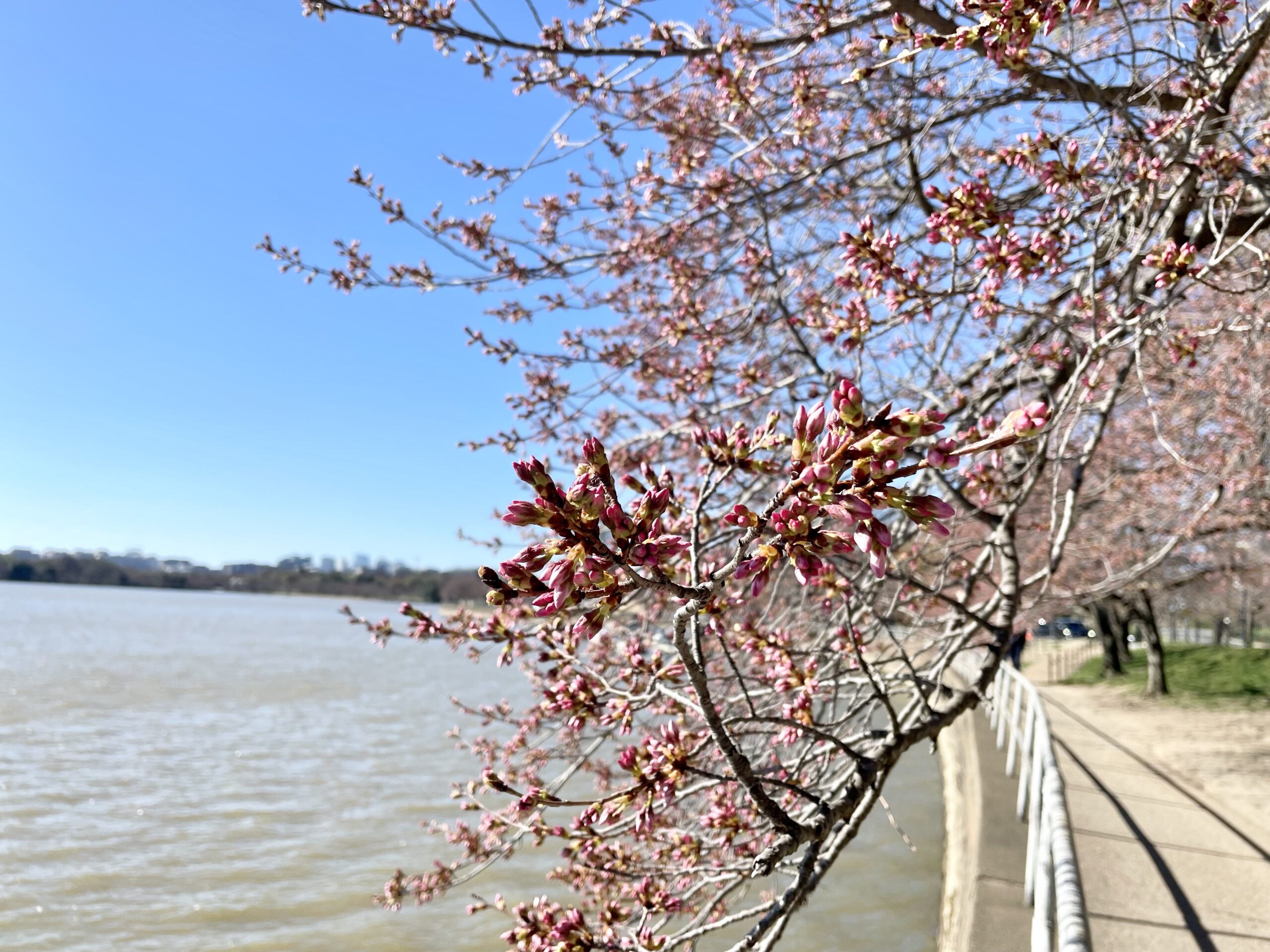 举国闻名的 DC 樱花节，3 月迎来盛大开幕！附游玩攻略