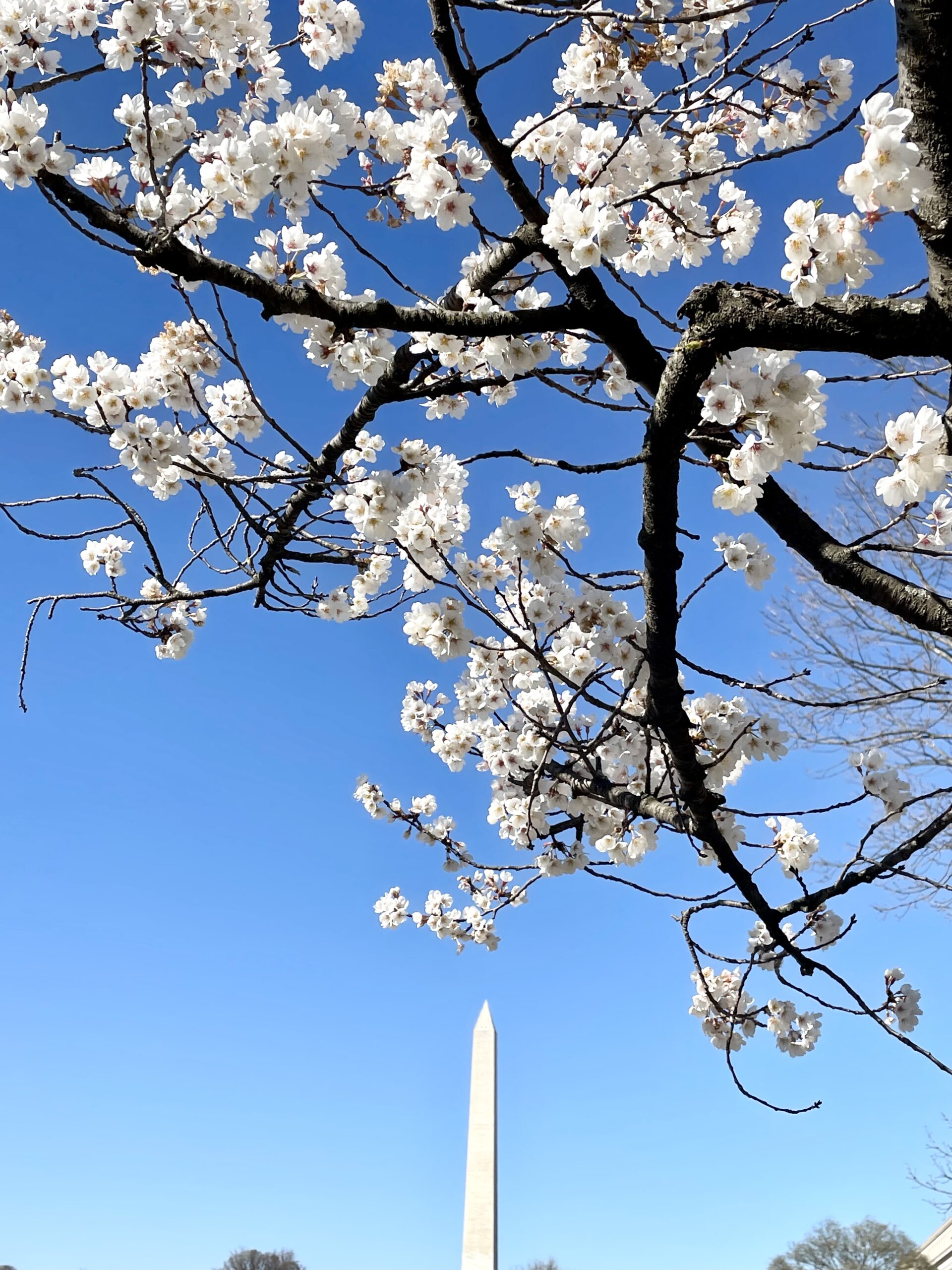 举国闻名的 DC 樱花节，3 月迎来盛大开幕！附游玩攻略