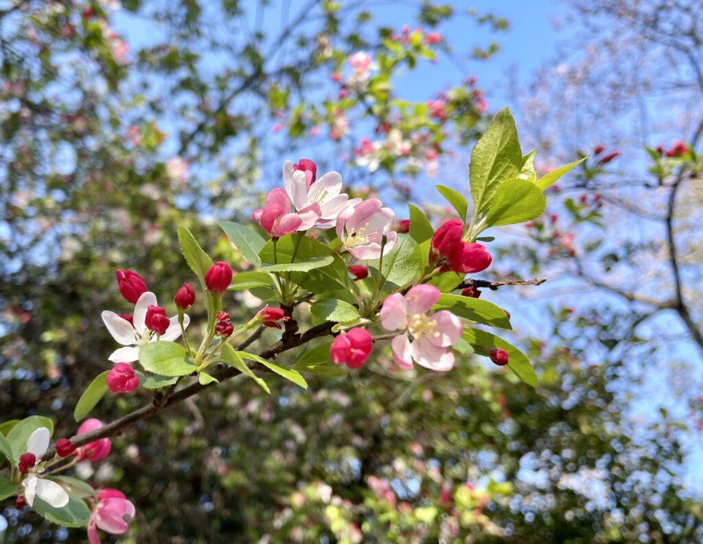 举国闻名的 DC 樱花节，3 月迎来盛大开幕！附游玩攻略