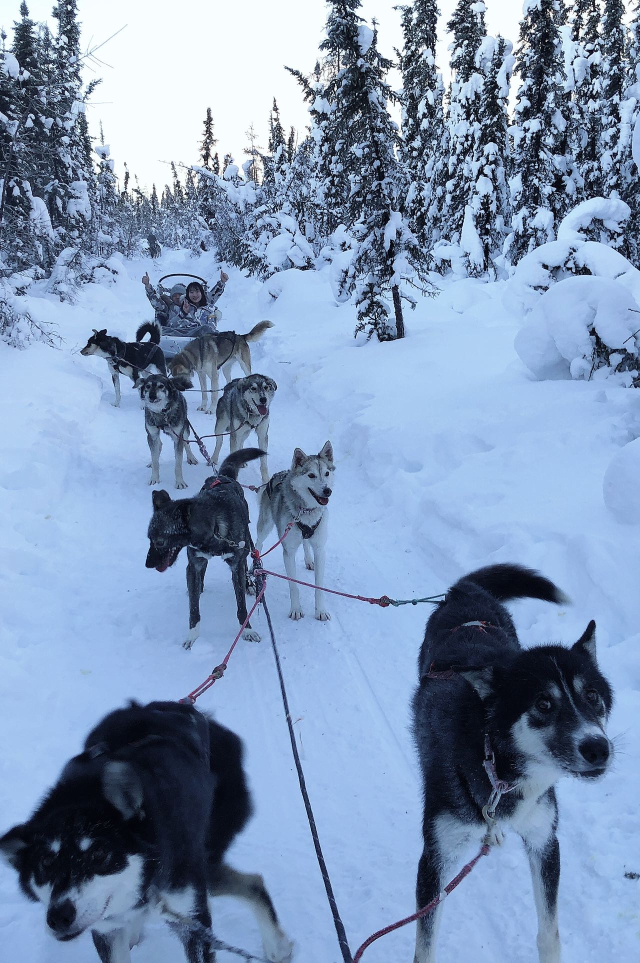 阿拉斯加极光探险指南：最全旅游攻略 + 必知避雷技巧！