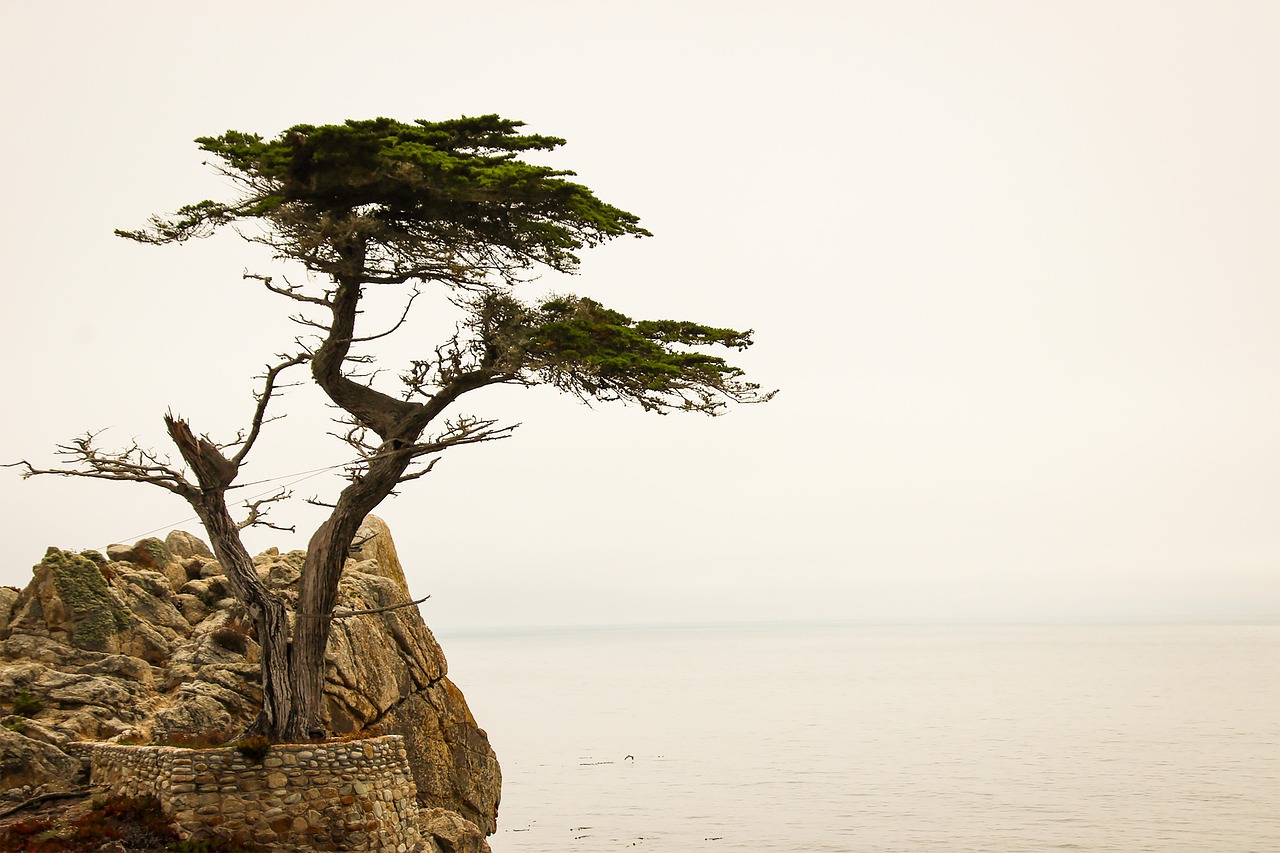 加州 17 迈风景区(17 Miles Drive)旅游攻略 + 景点介绍