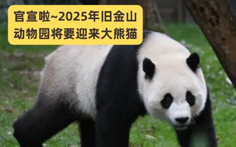 官宣：时隔四十年，旧金山动物园将在 2025 年迎来大熊猫，美国大熊猫，加州大熊猫